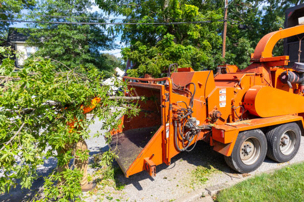 Reliable Williams, CA Tree Service Solutions